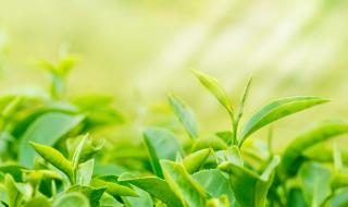 清香型茶叶有哪种 绿茶有哪些品种